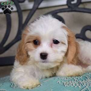 Cinnamon, Cavachon Puppy
